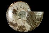 Wide Polished Fossil Ammonite Dish - Inlaid Ammonite #137408-2